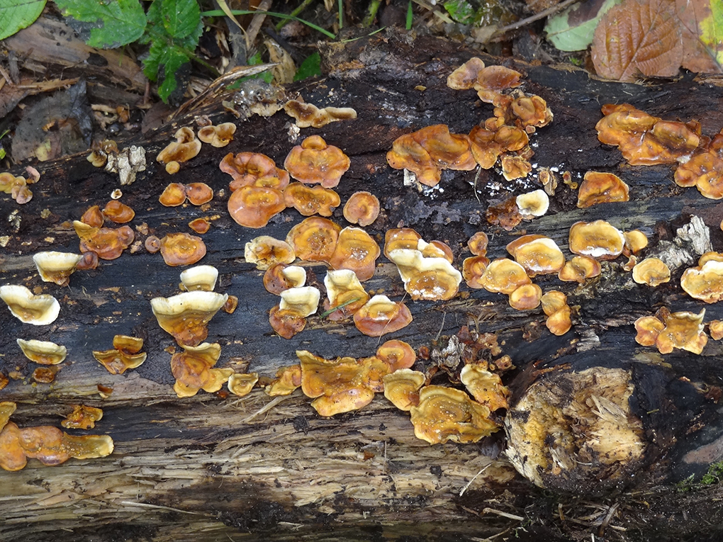  Uistapje 2017, rondleiding in de natuur en uitleg van de natuur. 